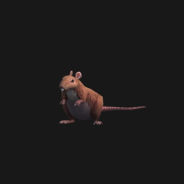 Rat