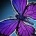 inv_pet_butterfly_purple