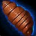 inv_misc_food_vendor_boiledsilkwormpupa