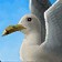 Albatross Chick Icon